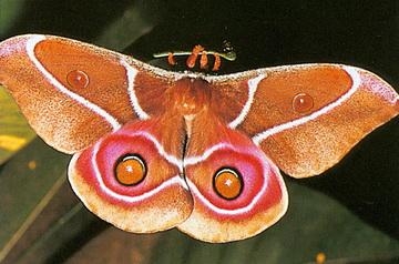 Выставка живых тропических бабочек 2010